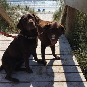 Pet friendly closet! 🐶🐾